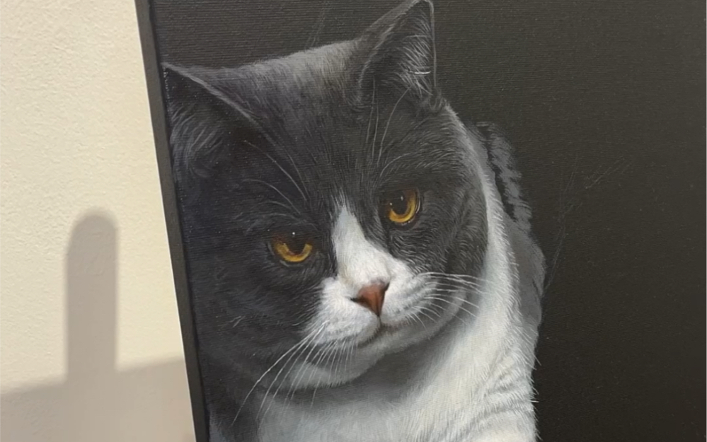 黑底油画过程讲解(蓝白英短)