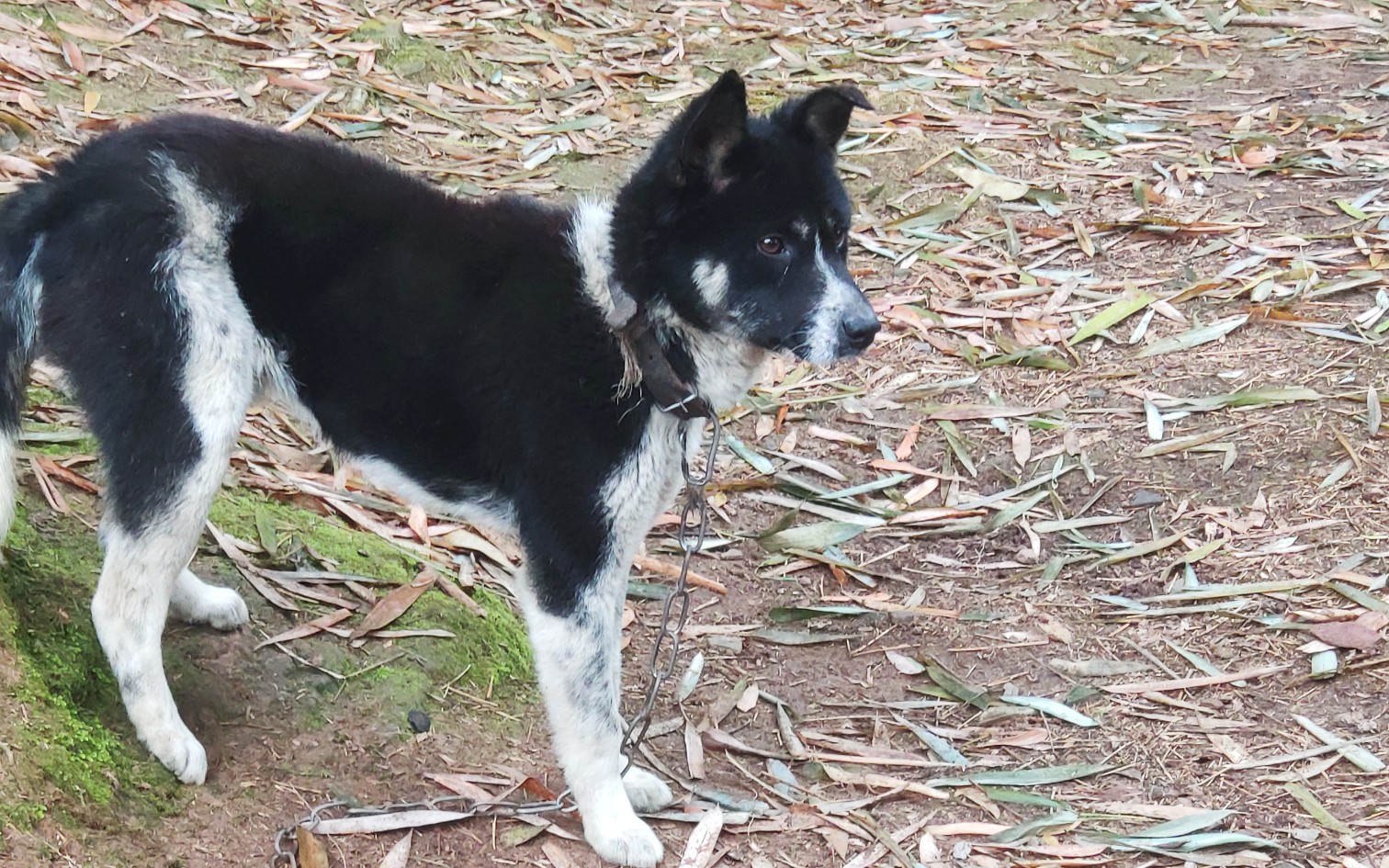 【田园犬】黑白狗狗 脸颊有爱心 79_哔哩哔哩_bilibili