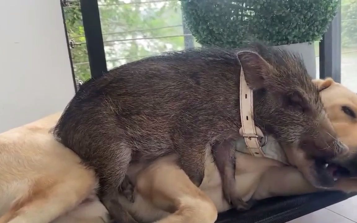 野猪竟然骑金毛背上了,金毛你是真没脾气啊