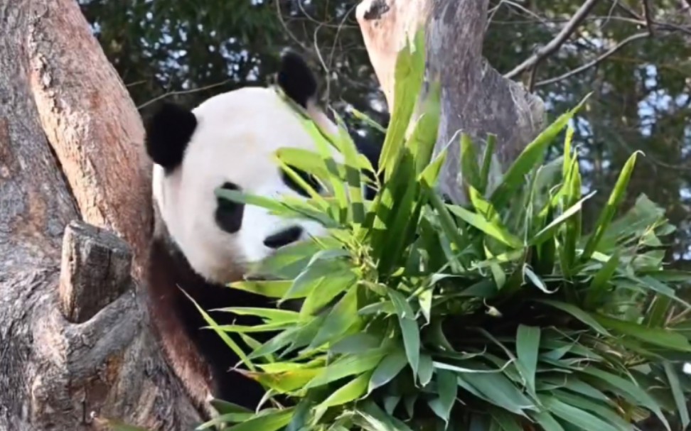 [图]240129 福宝看到别墅没有窝头、苹果，发出可爱的汽笛声