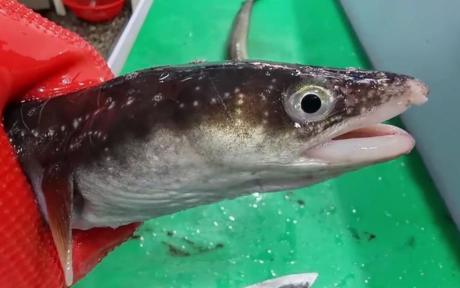 制作鳗鱼刺身,鳗鱼做刺身不多见