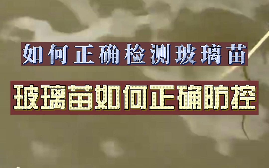 玻璃苗,如何正确检测?如何正确防控?专家跟你揭露!哔哩哔哩bilibili