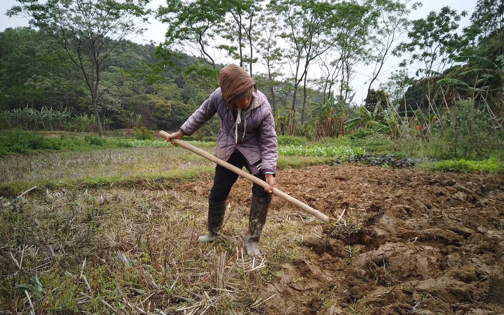 [图]90岁老人还耕田，她说要做工才有得吃，几个仔女又没本事