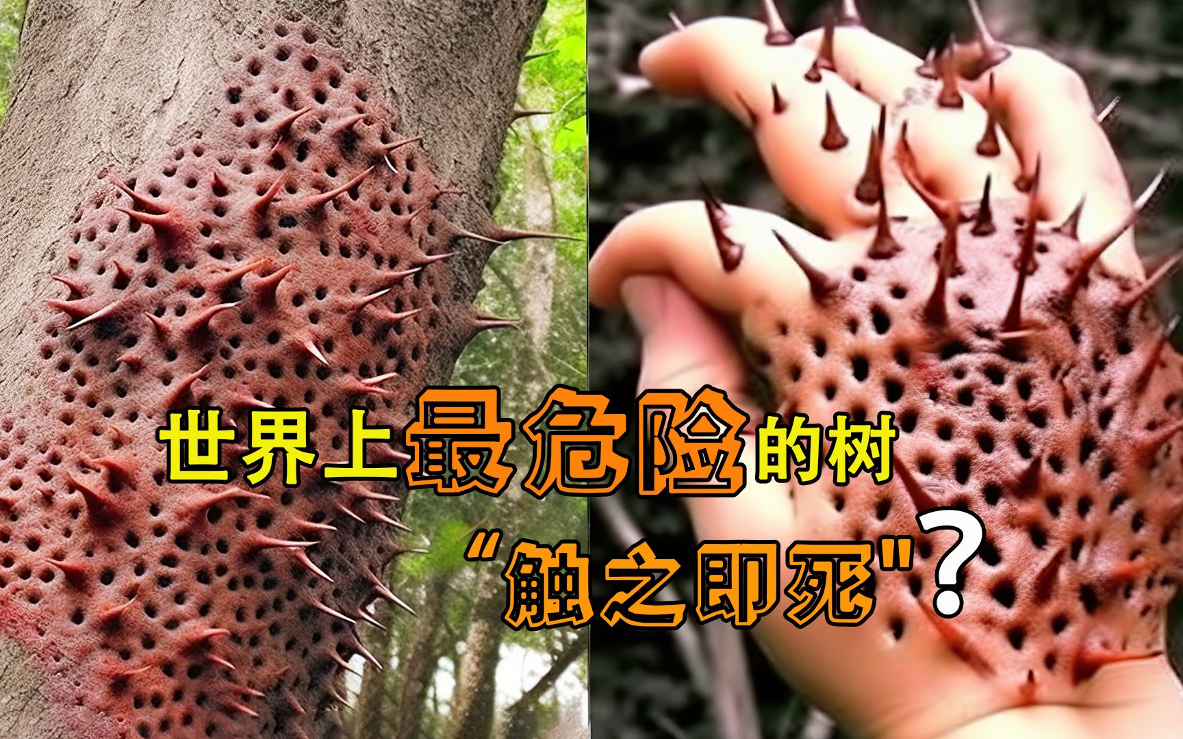 世界上5种最危险的树,有的堪比"炮弹",你都了解吗?