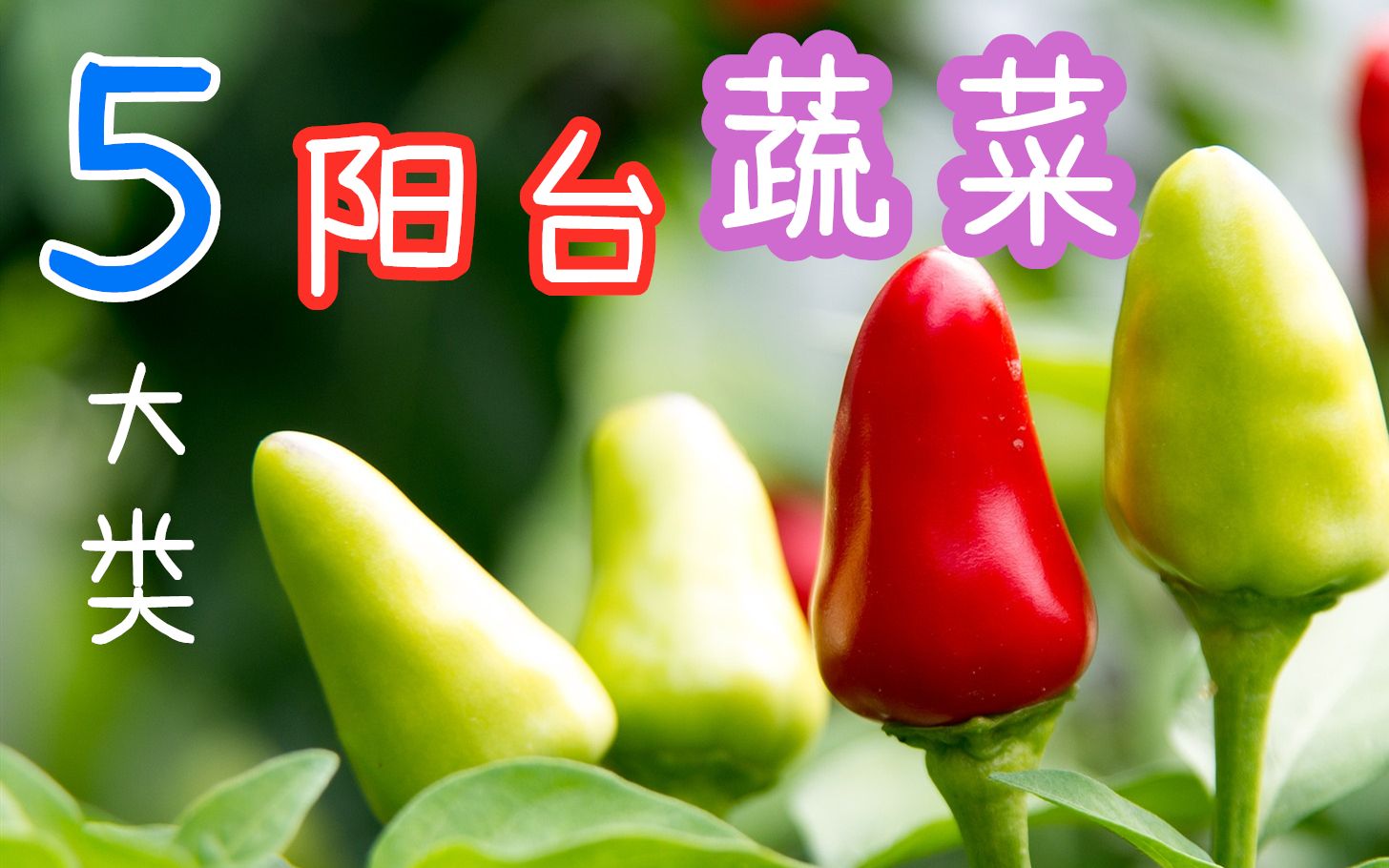 5大类适合【阳台种植】的蔬菜𐟌🬠室内/花盆种菜, 最好种的菜哔哩哔哩bilibili