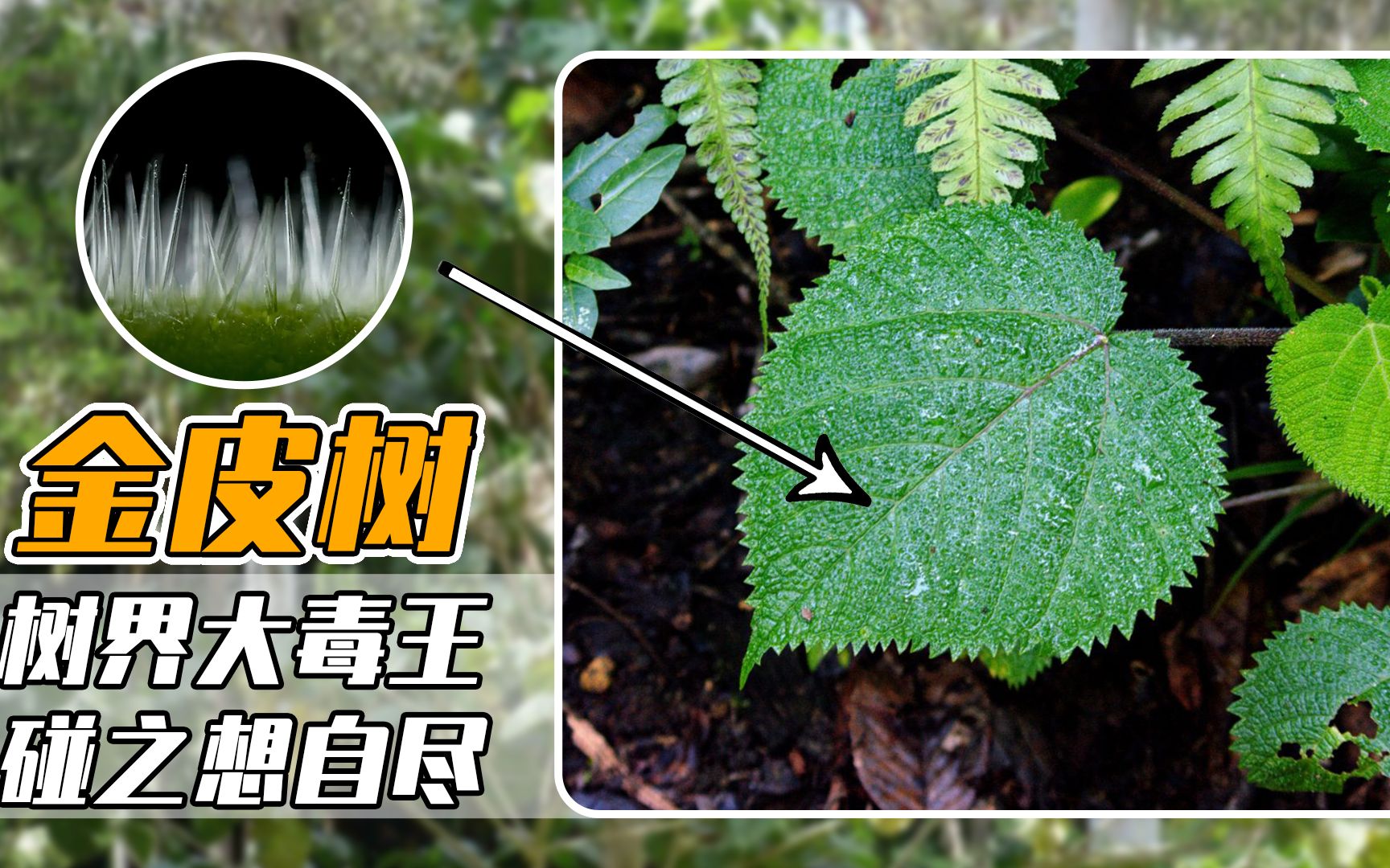 用它擦屁屁疼到自尽,碰一下比生孩子还痛,金皮树为啥这么毒?