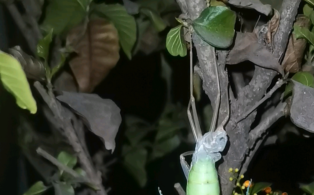 出去散个步回来就羽化了澳洲斧螳