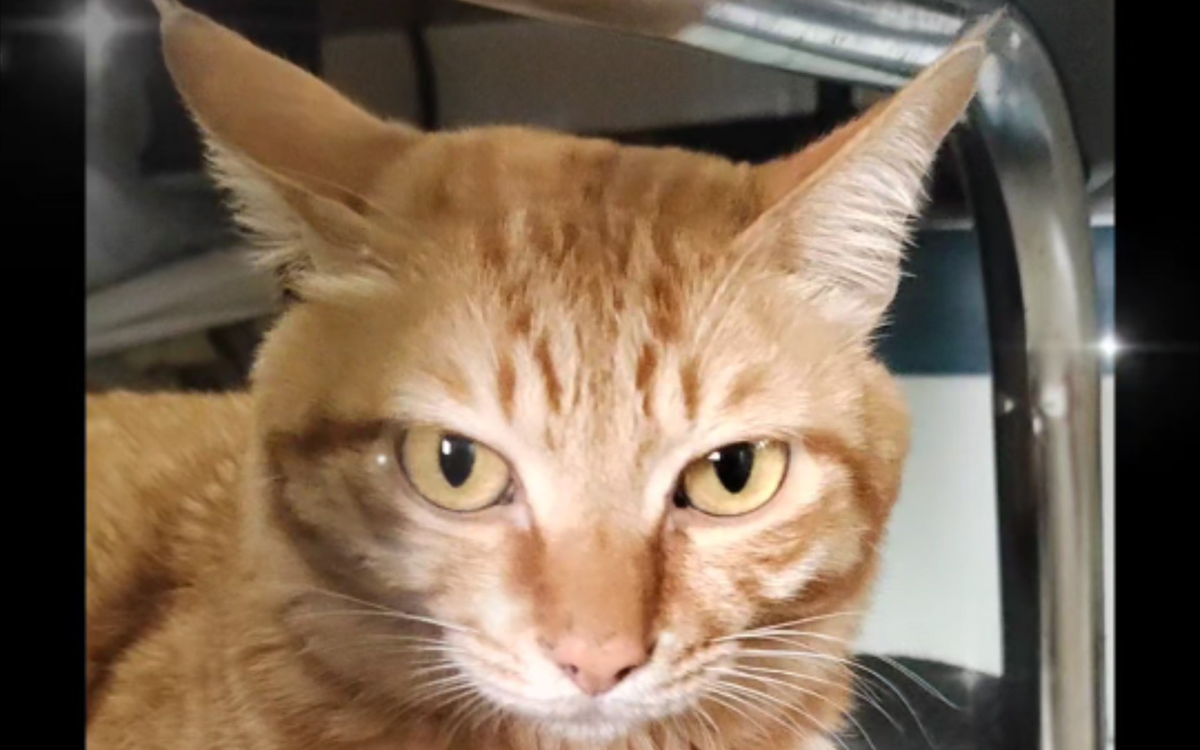 家有蠢喵～透着一双清澈愚蠢的大眼98