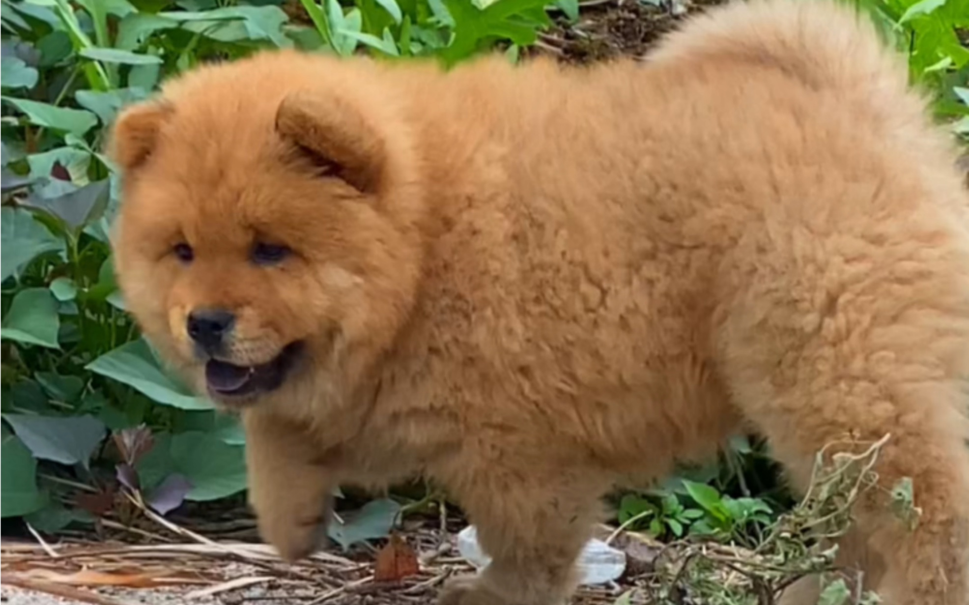 中国原生"土松犬"