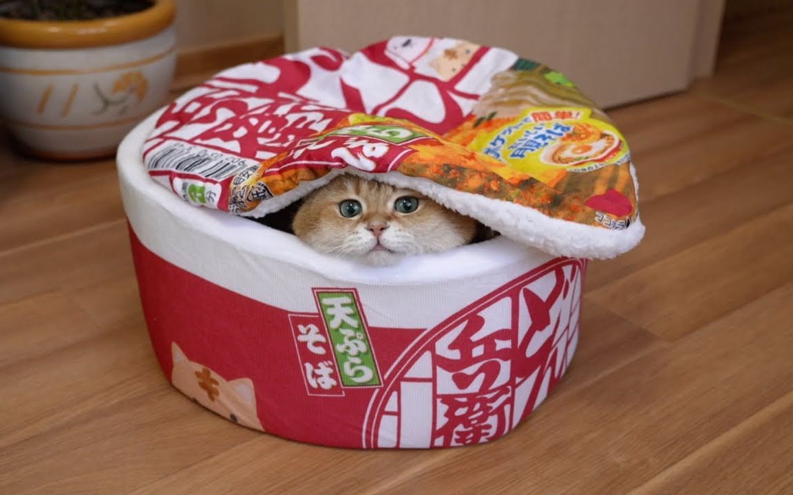 猫 仔 面_哔哩哔哩_bilibili
