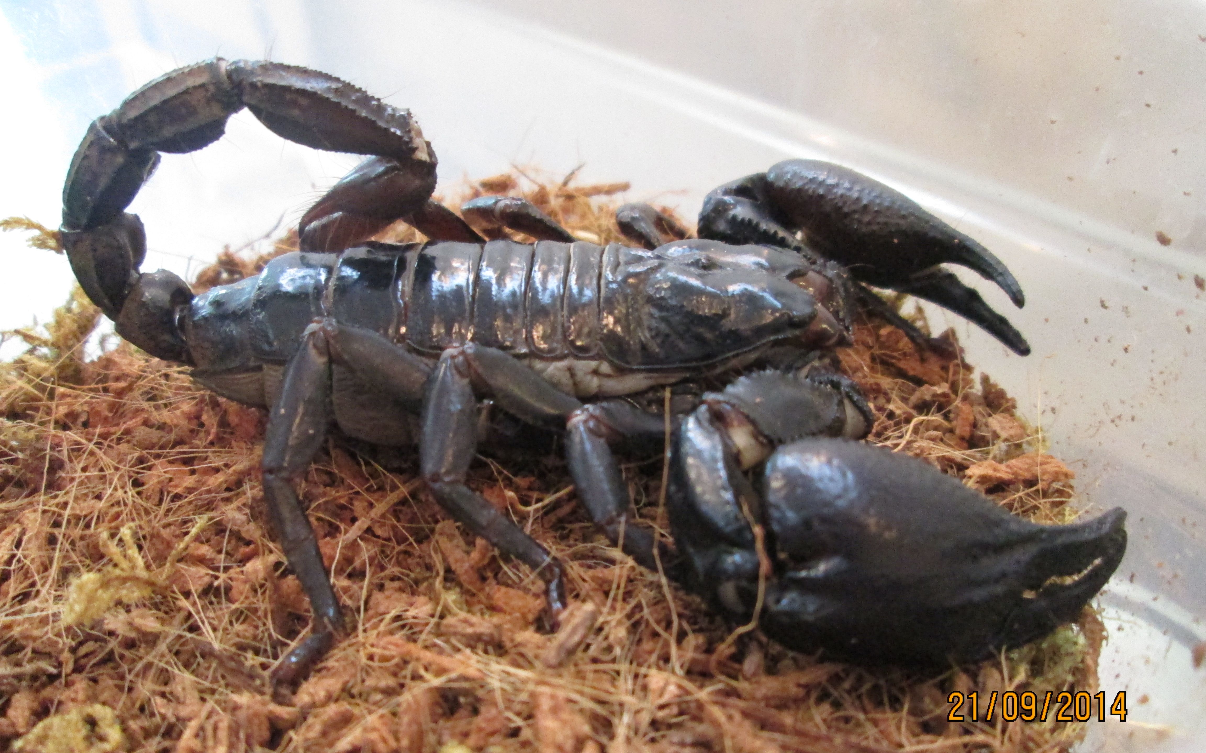 【蝎子】林神异距蝎heterometrus silenus进食后的自我清洁