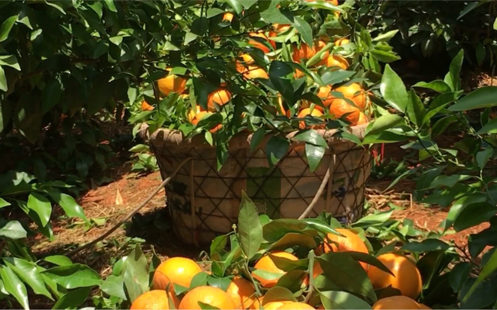 【现摘】柑橘之乡云南大理宾川沃柑新鲜采摘