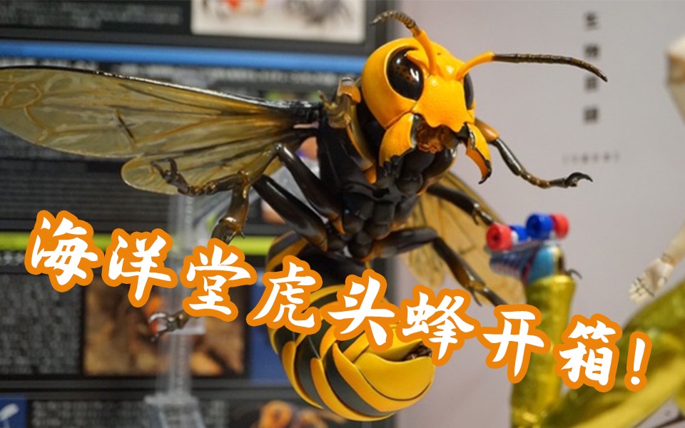【moe开箱】海洋堂 虎头蜂 大黄蜂开箱!见过如此大的大黄蜂吗?