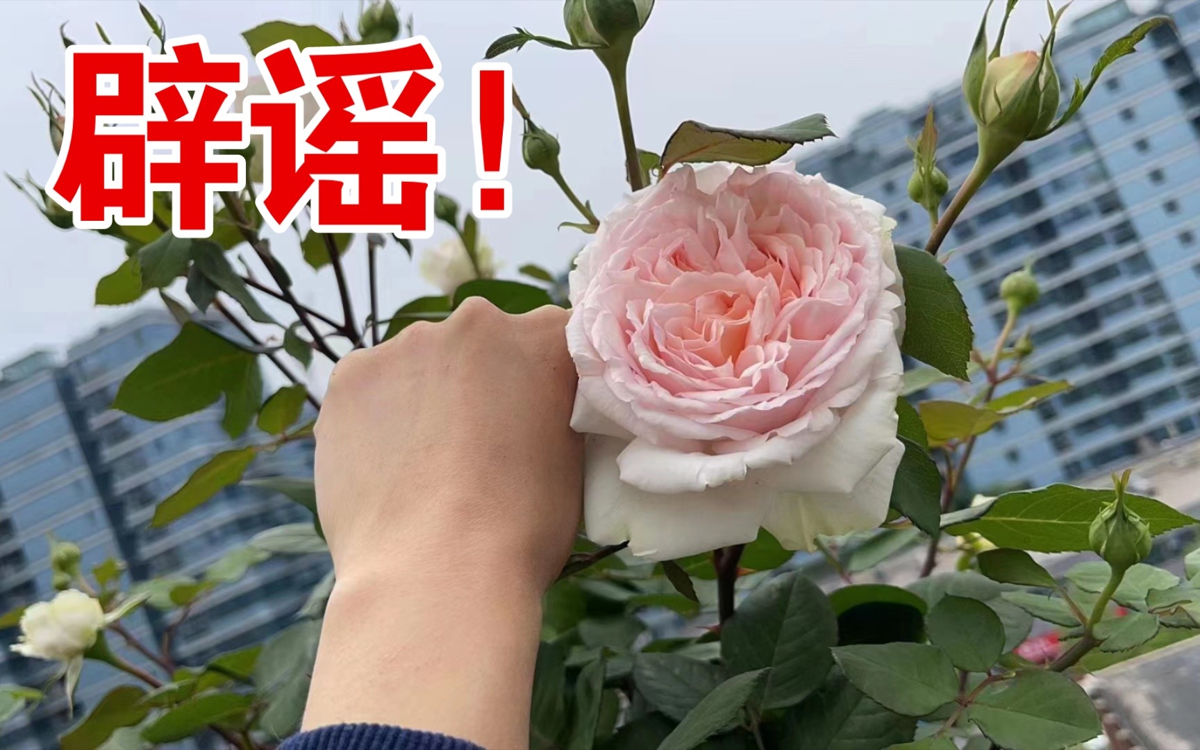 [图]花友来稿！月季童话魔法不爱开花？广东花友有话说