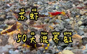 Download Video: 苏虾50大混养缸现状