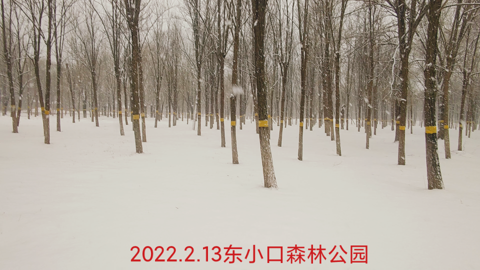 2022.2.13东小口森林公园哔哩哔哩bilibili