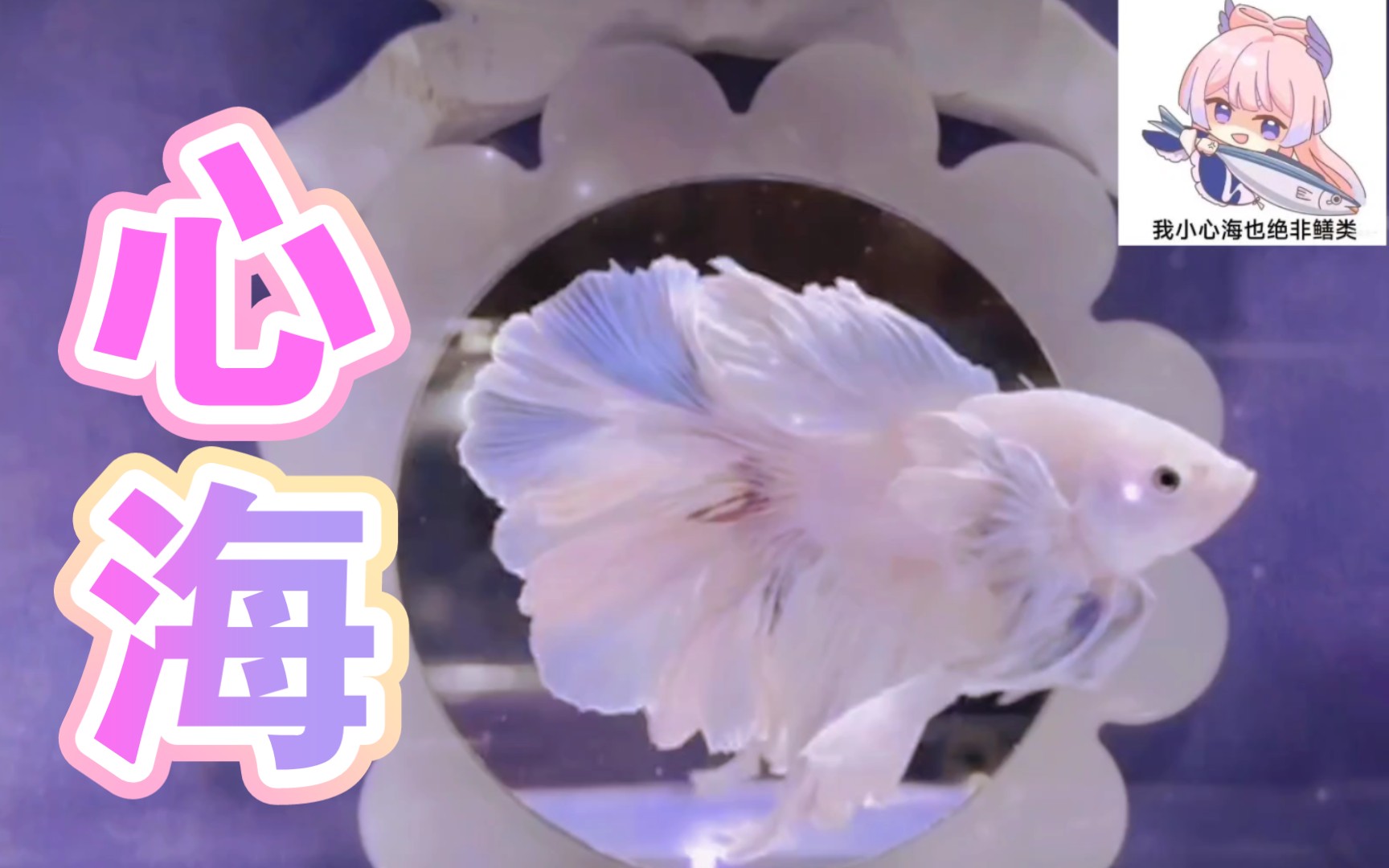 珊瑚宫心海的原型—泰国斗鱼