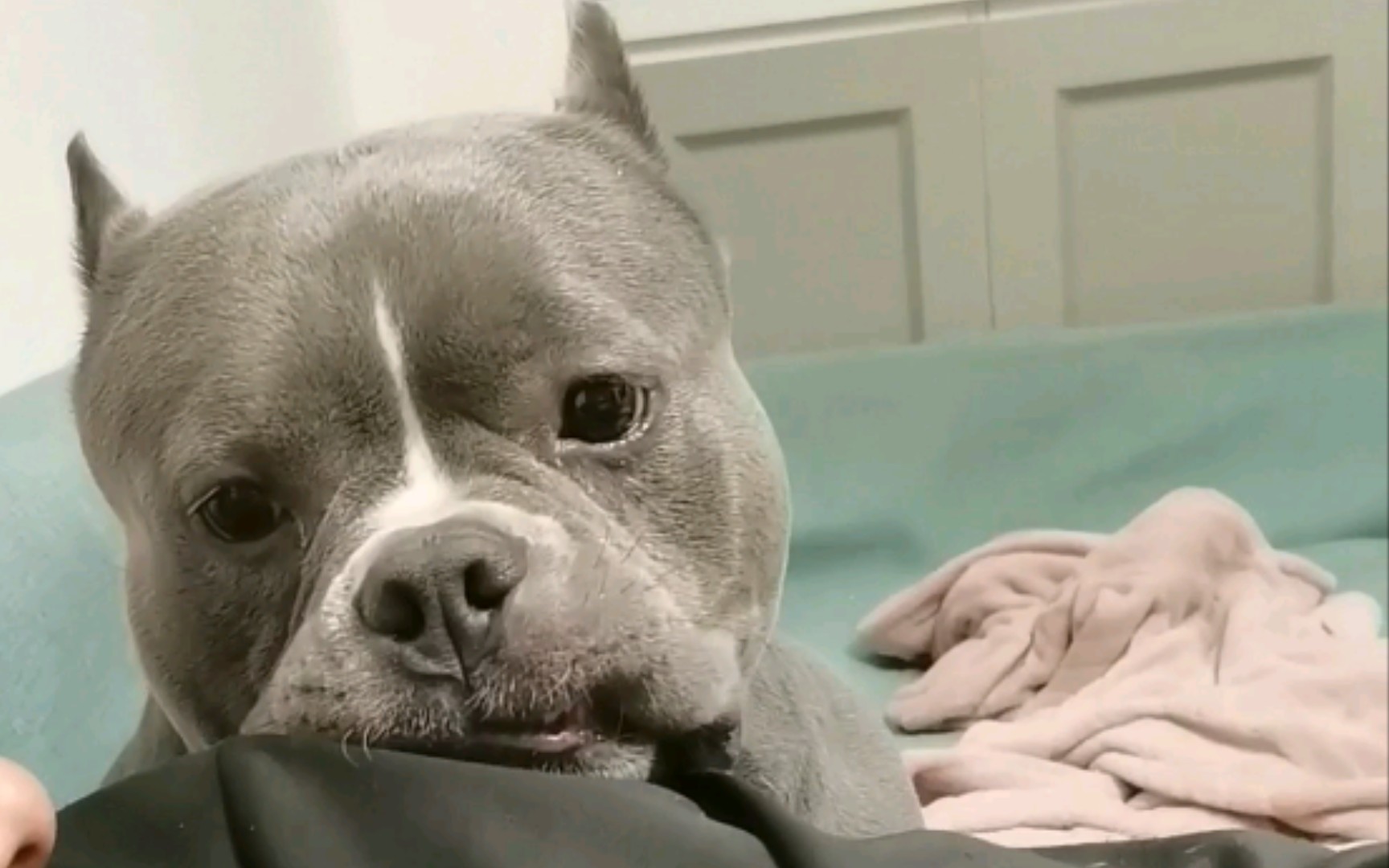 【恶霸犬demon】这么可爱的呆萌子你忍心拒绝吗