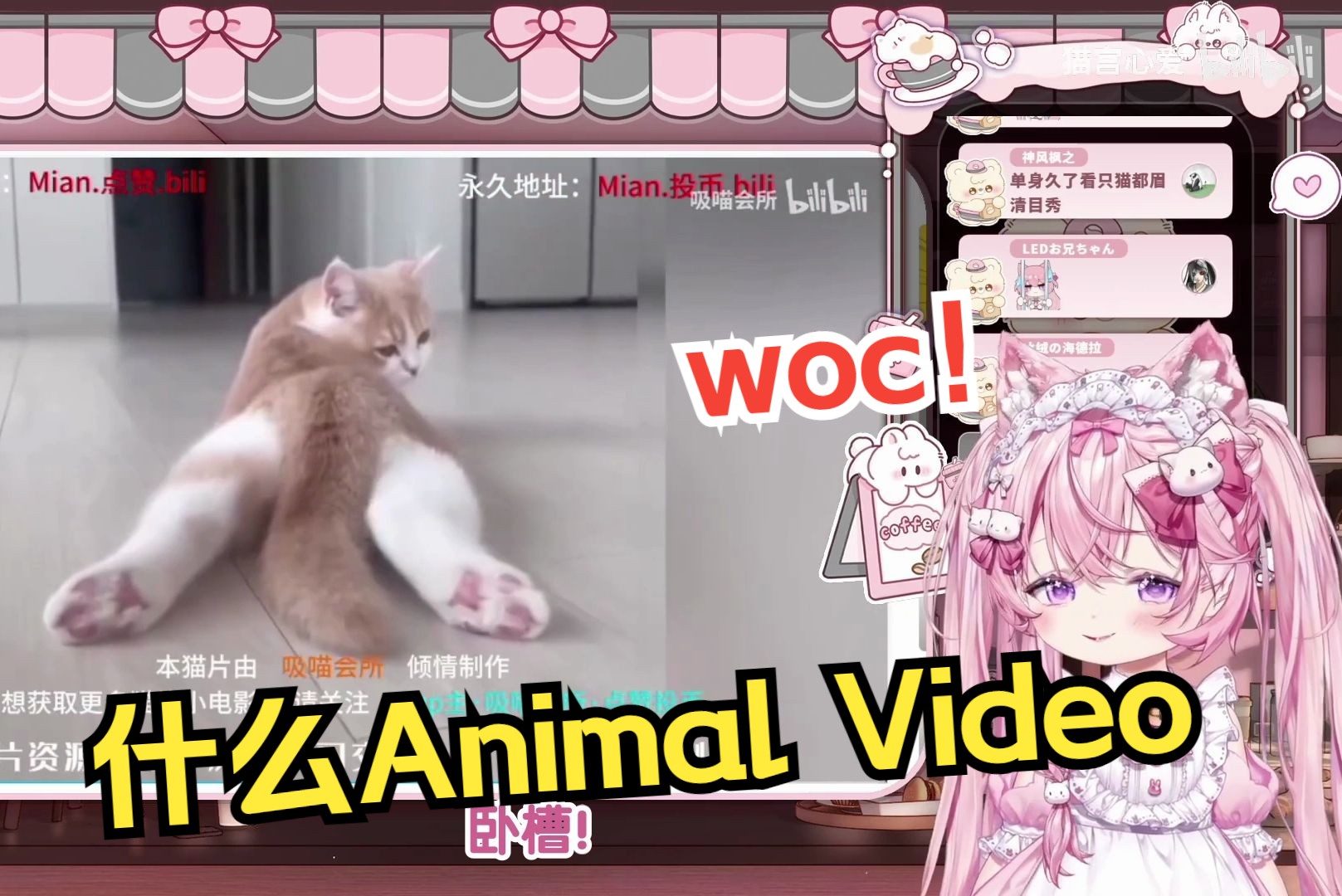 日本粉猫看《猫片》,被各路小烧猫逗得兴奋不已w哔哩哔哩bilibili