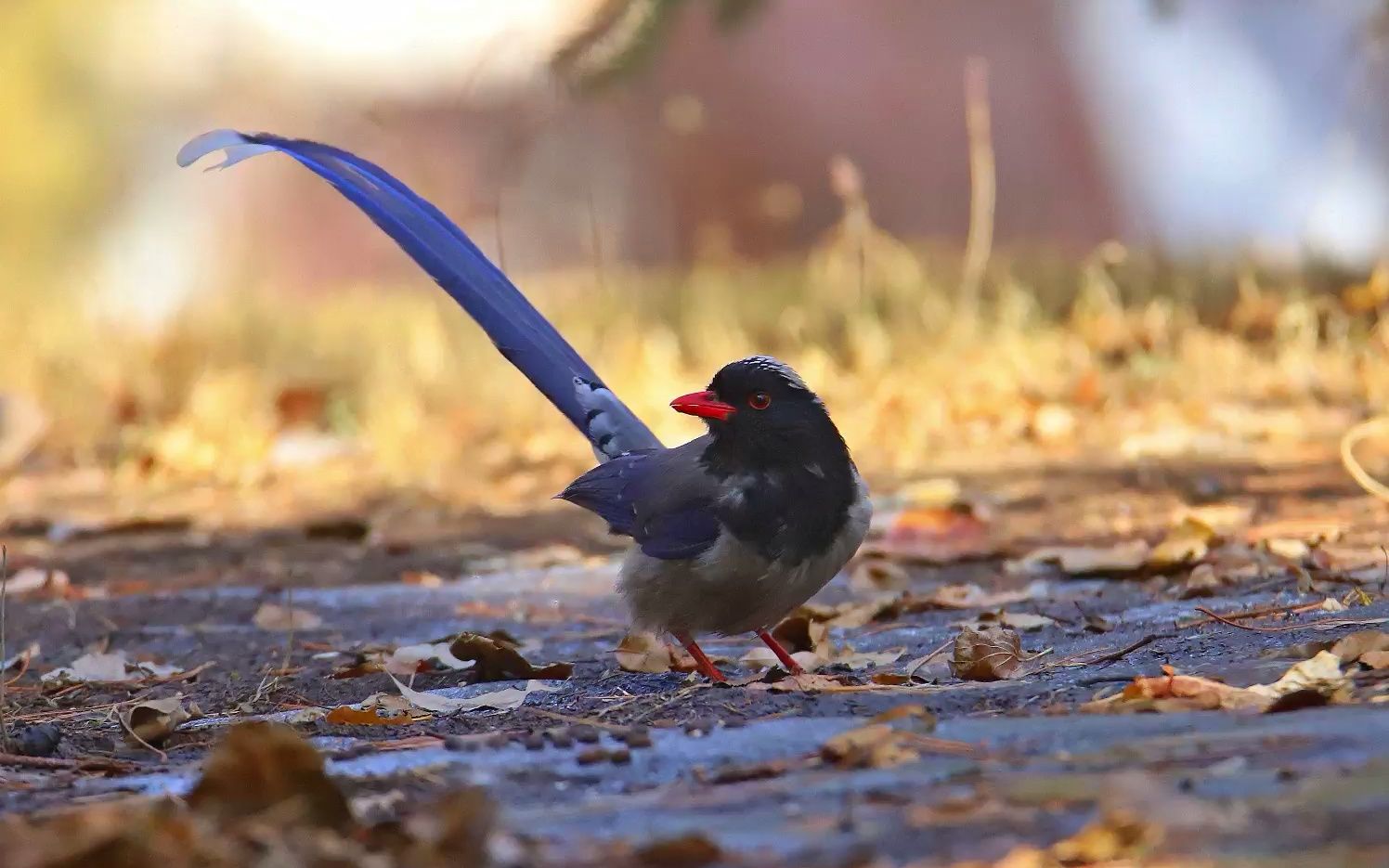 寓意着幸福的长尾巴大鸟-红嘴蓝鹊