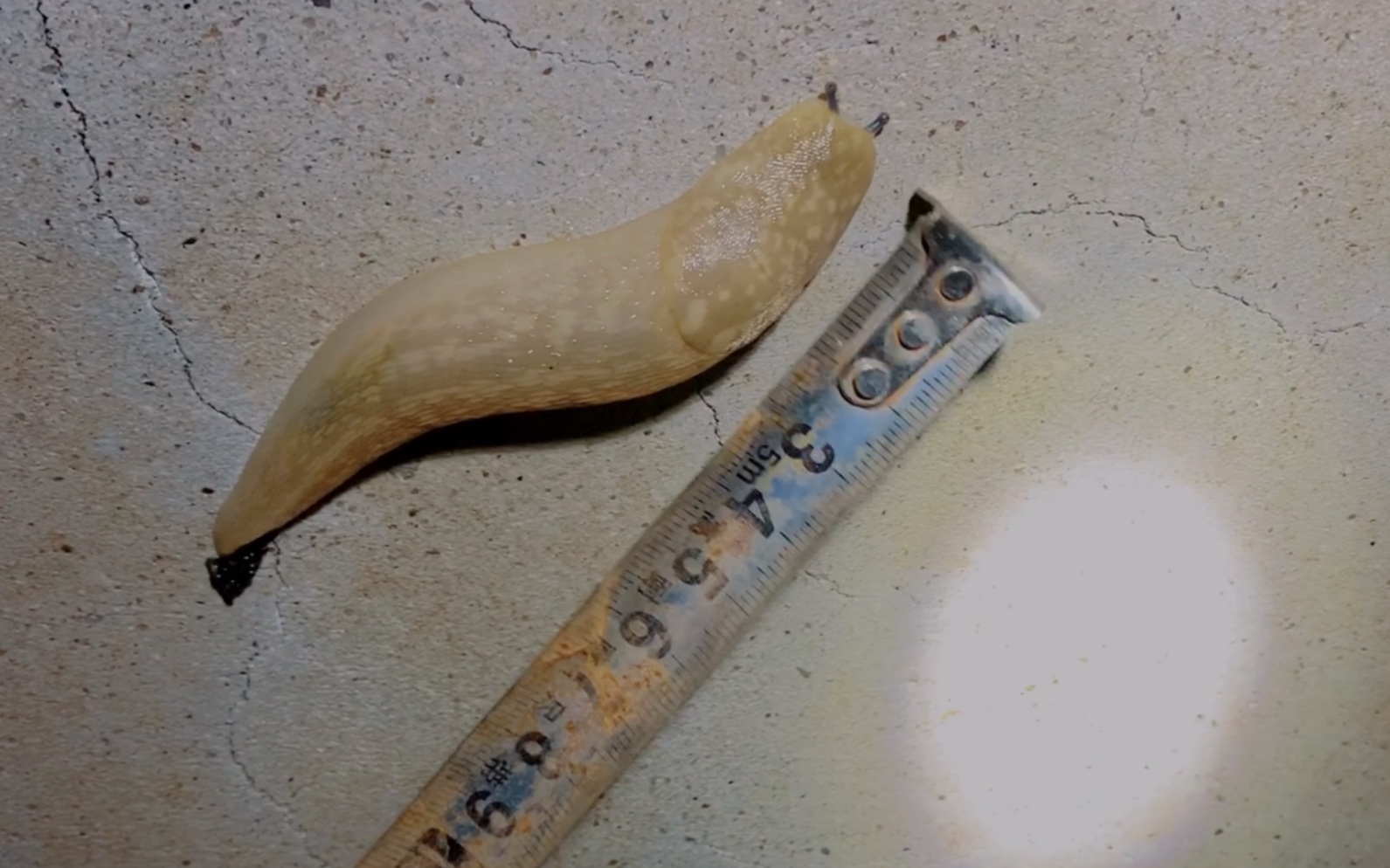 一只小的蛞蝓寓意着周围有它的通灵者.