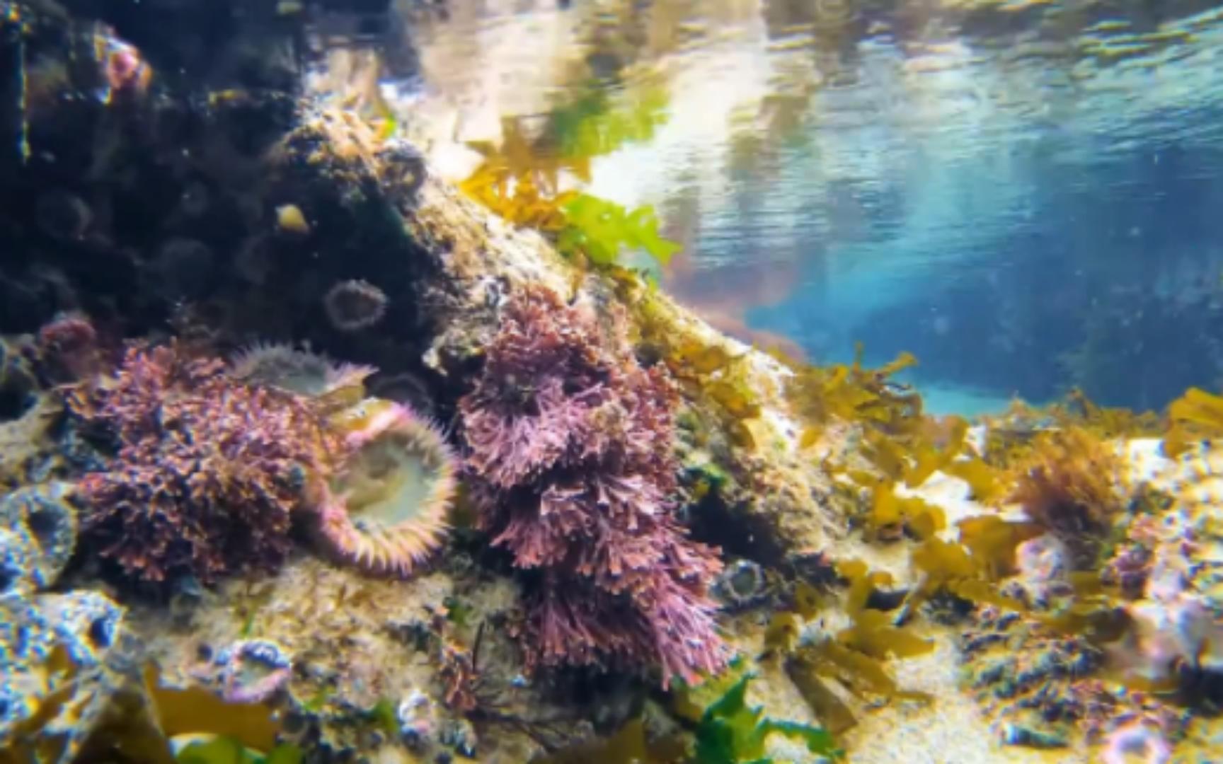 【水族欣赏】海底的花与树,俄勒冈洲(上)哔哩哔哩bilibili