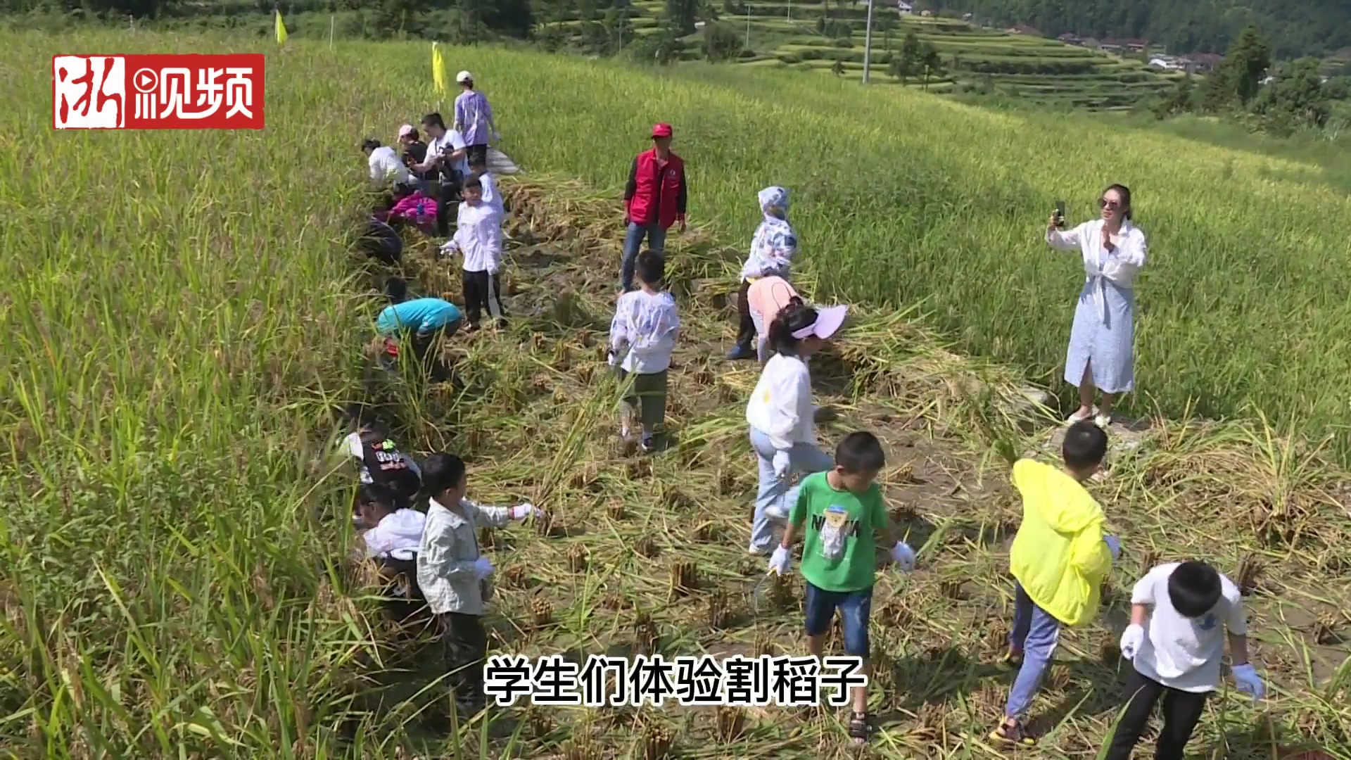 [图]青田方山：割稻抓鱼庆丰收