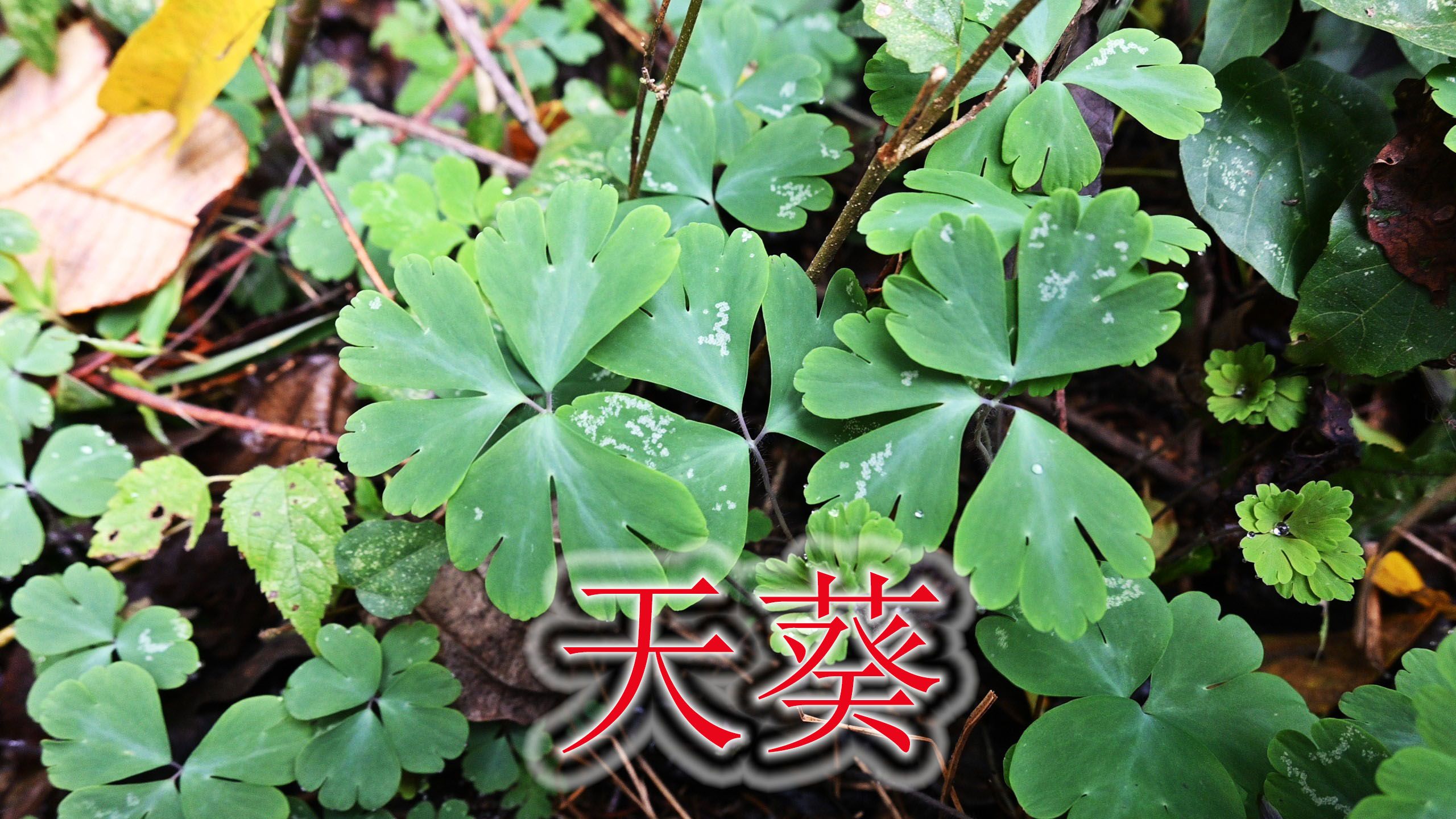 植物“天葵”又名“小乌头”,块根是蛇虫克星,还能当土农药哔哩哔哩bilibili