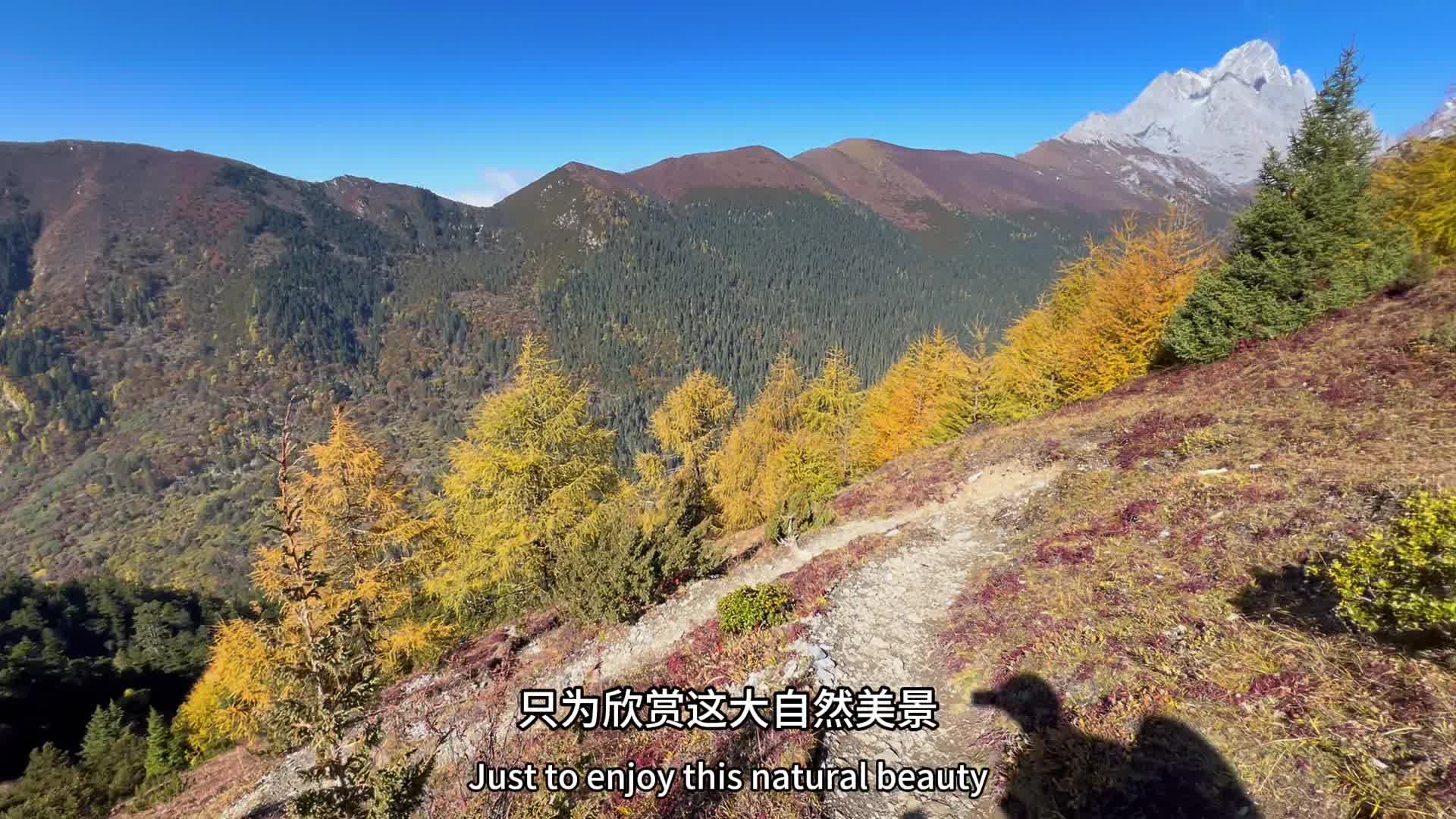 徒步穿越子龙秘境第四天,沿路彩林相伴,依依不舍,但没有办法,下山后开车距离党岭还有20分钟,车辆爆胎,无奈返回,下一站那里相会哔哩哔哩bilibili