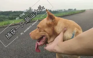 潮汕五红犬 搜索结果 哔哩哔哩 Bilibili
