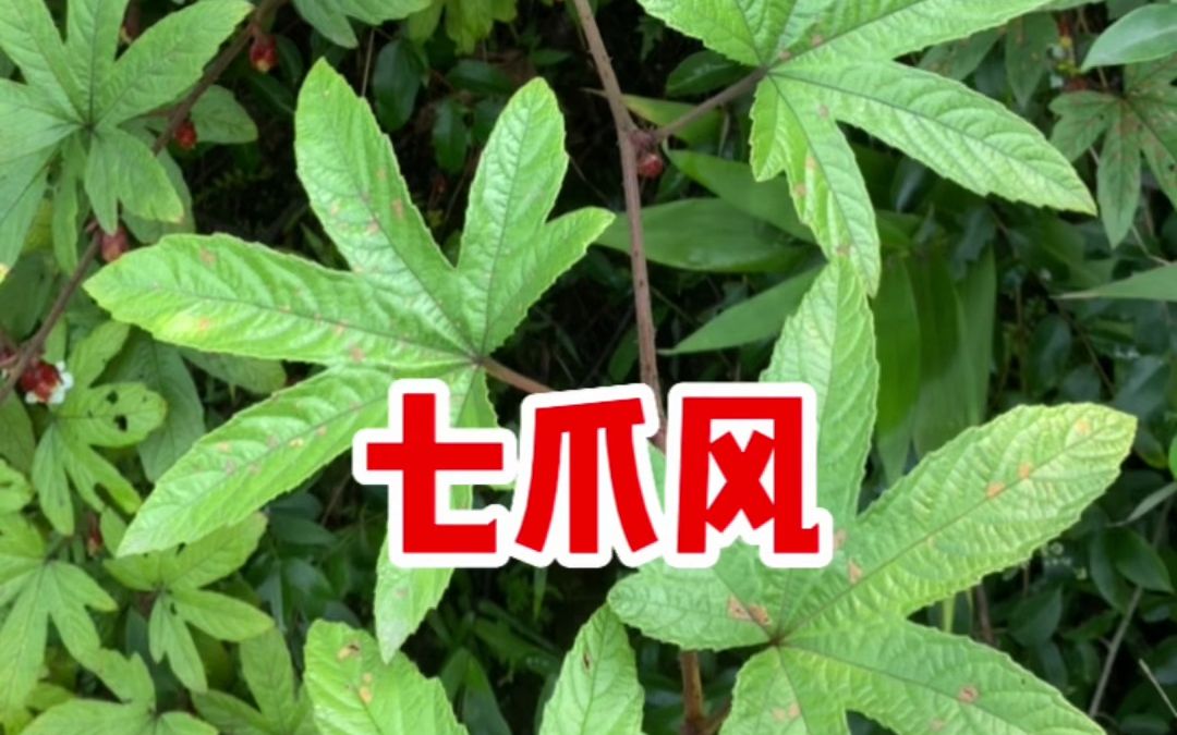 原来深裂锈毛莓就是"七爪风",看看你认识吗?