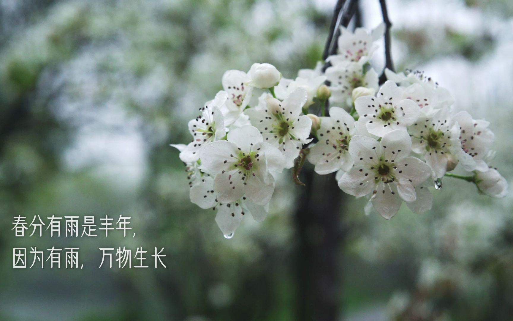 【芳菲】春分有雨是丰年呀哔哩哔哩bilibili