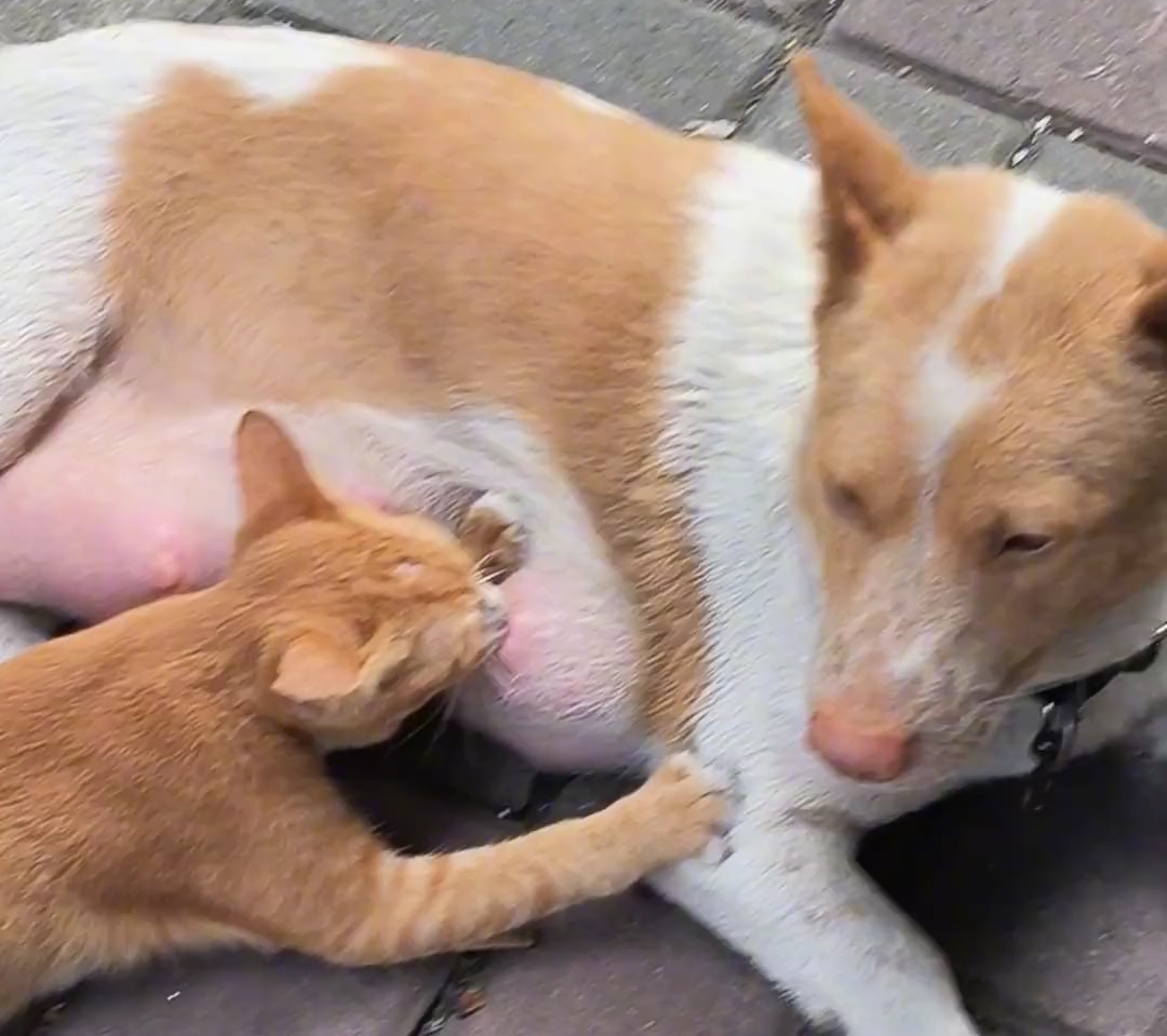猫咪喝狗奶,体验别样母爱