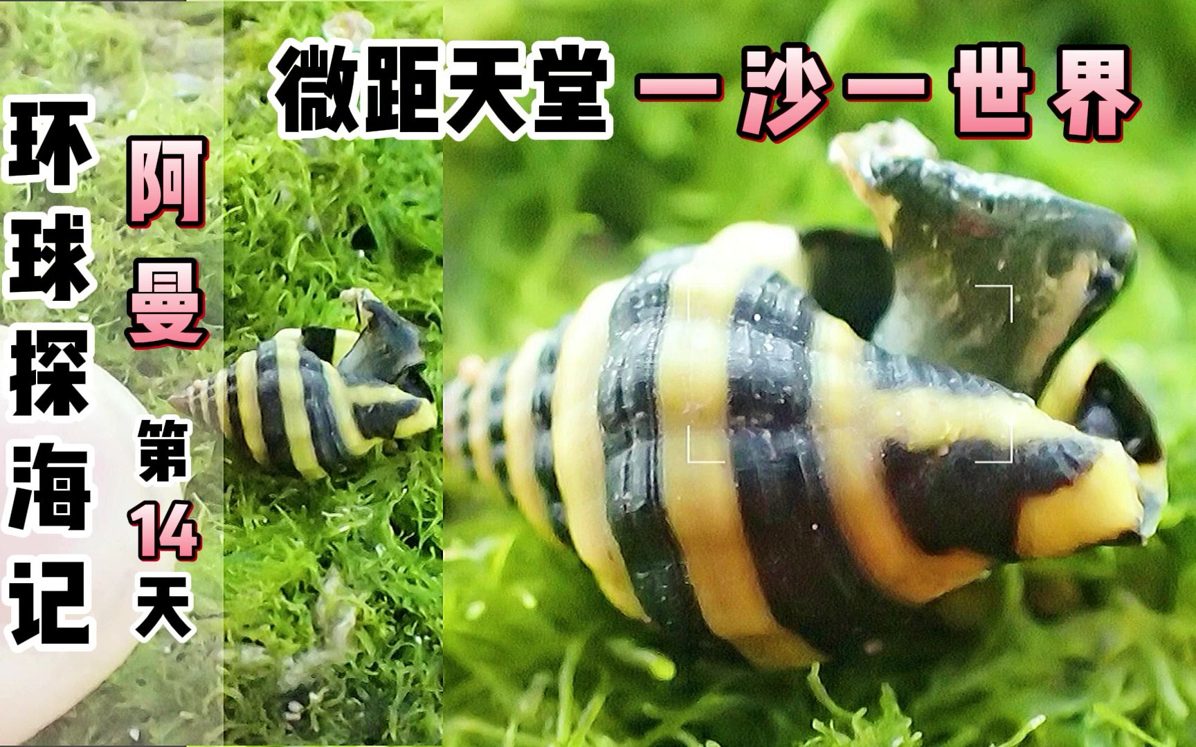 [图]《环球探海记》阿曼~第14天：这米粒大的海洋生物，竟如此漂亮！