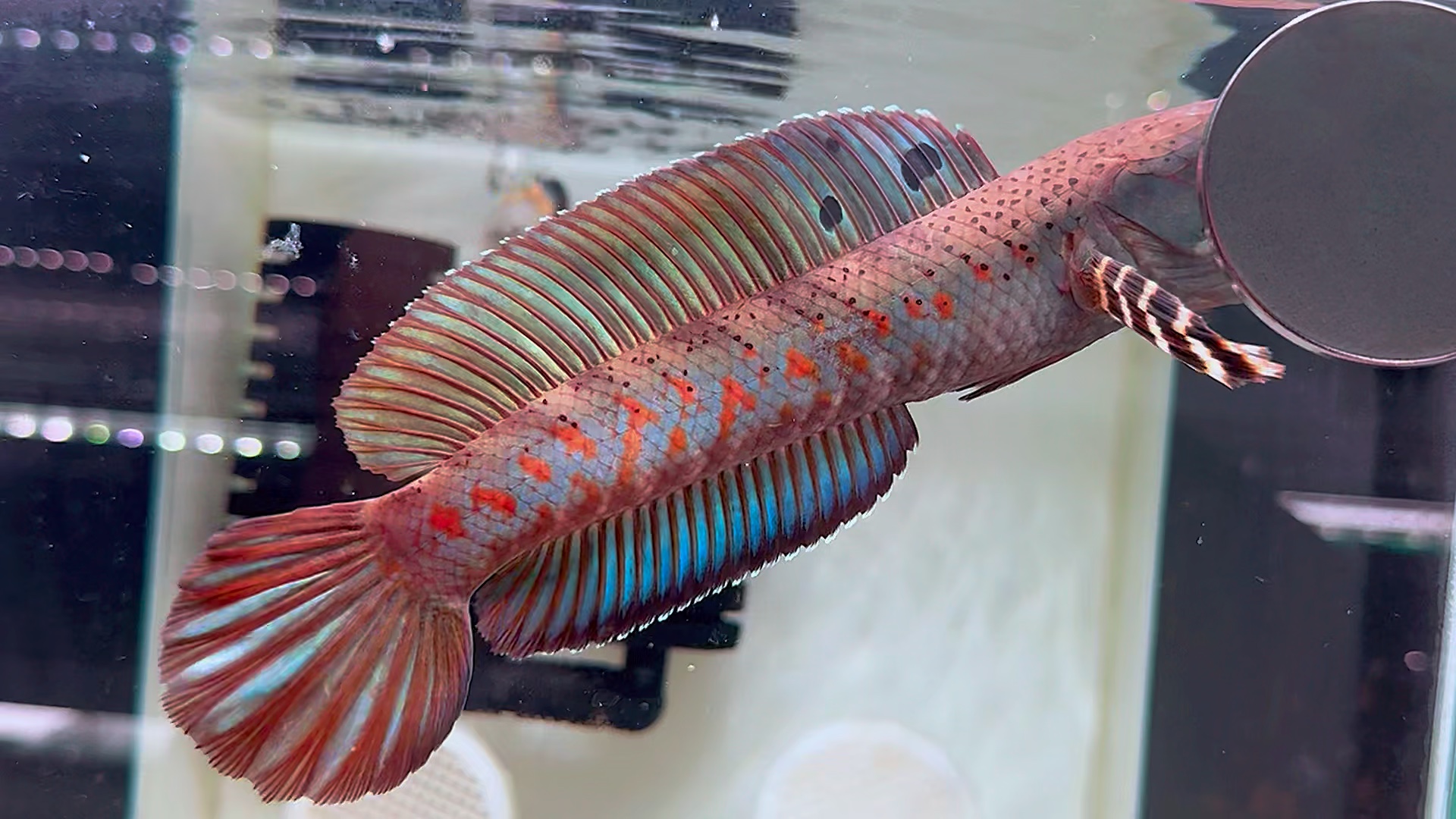 雷龙鱼 #幻彩红宝石雷龙鱼