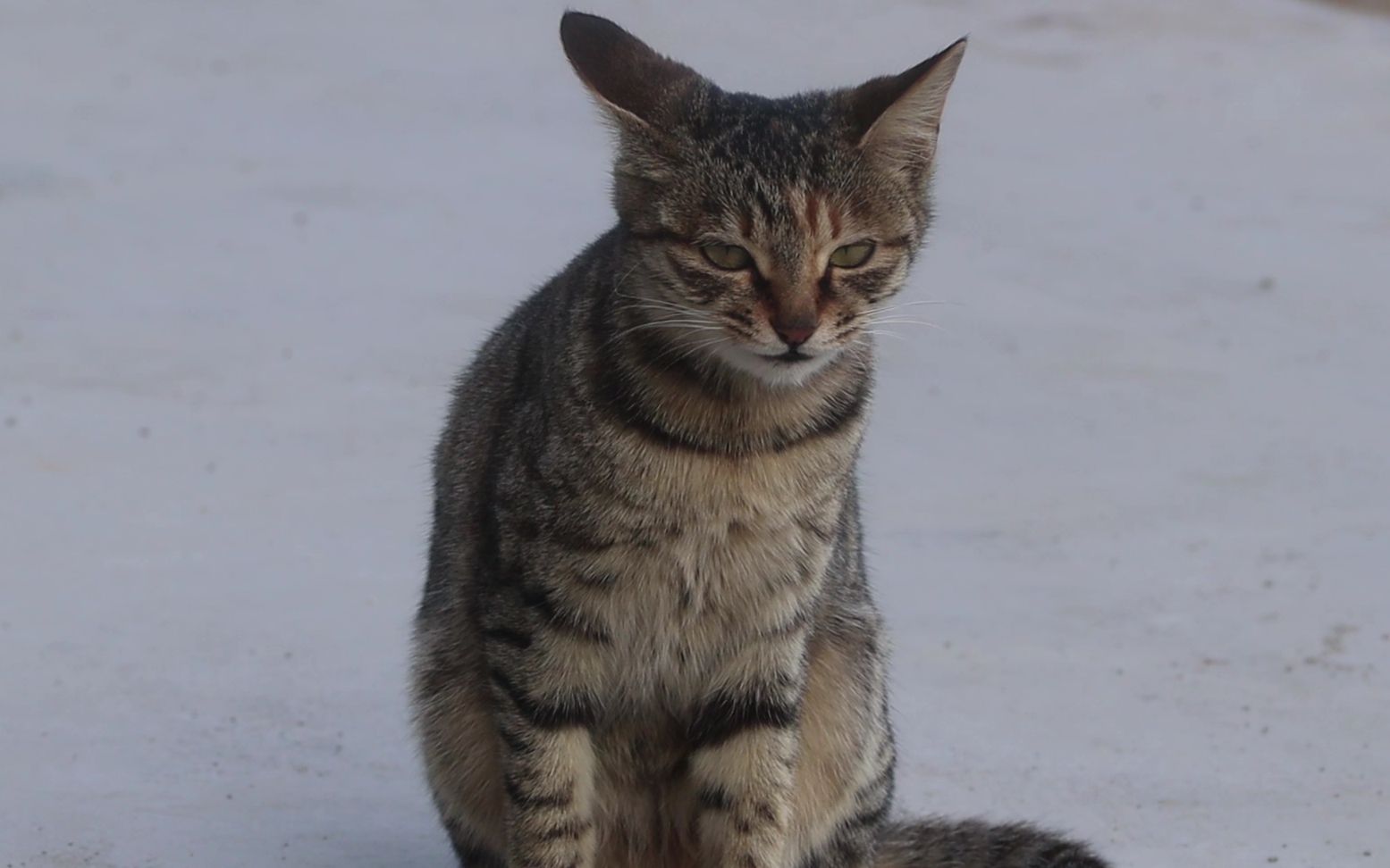 农村狸花猫生活自由自在,萌萌哒样子真可爱