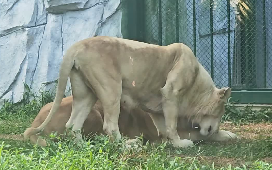 【广州动物园】白狮
