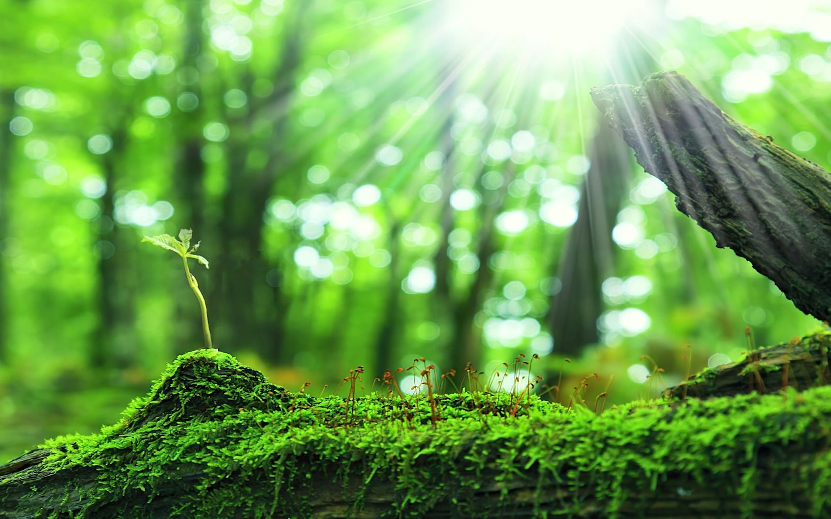 【治愈系风景】生命的力量
