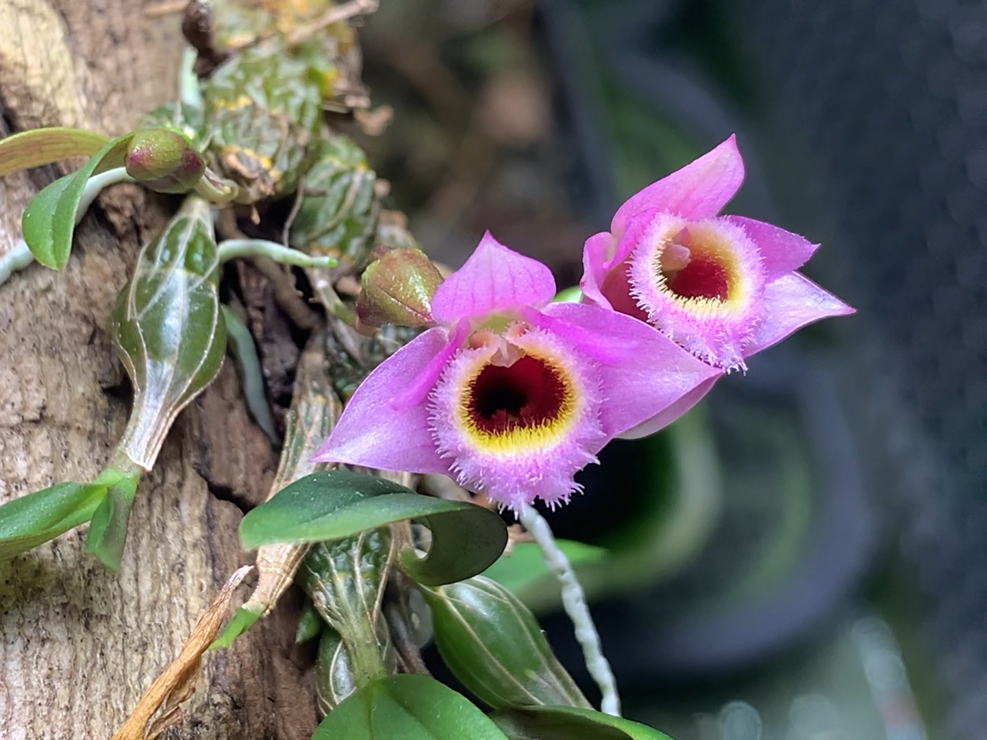 dendrobium fuscifaucium 石斛开花