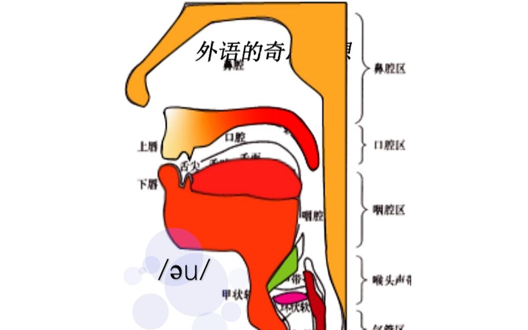 170503由05和u两个单音组成发音也是一个过程口型由半开到小与