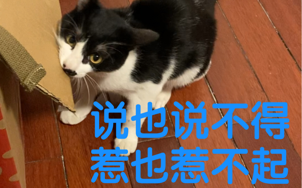 说也说不得,惹也惹不起,怕了怕了