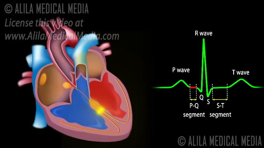 一次搞懂 心脏传导系统与心电图ECG哔哩哔哩bilibili