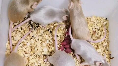 缎子鼠 忙忙叨叨的小鼠子 哔哩哔哩