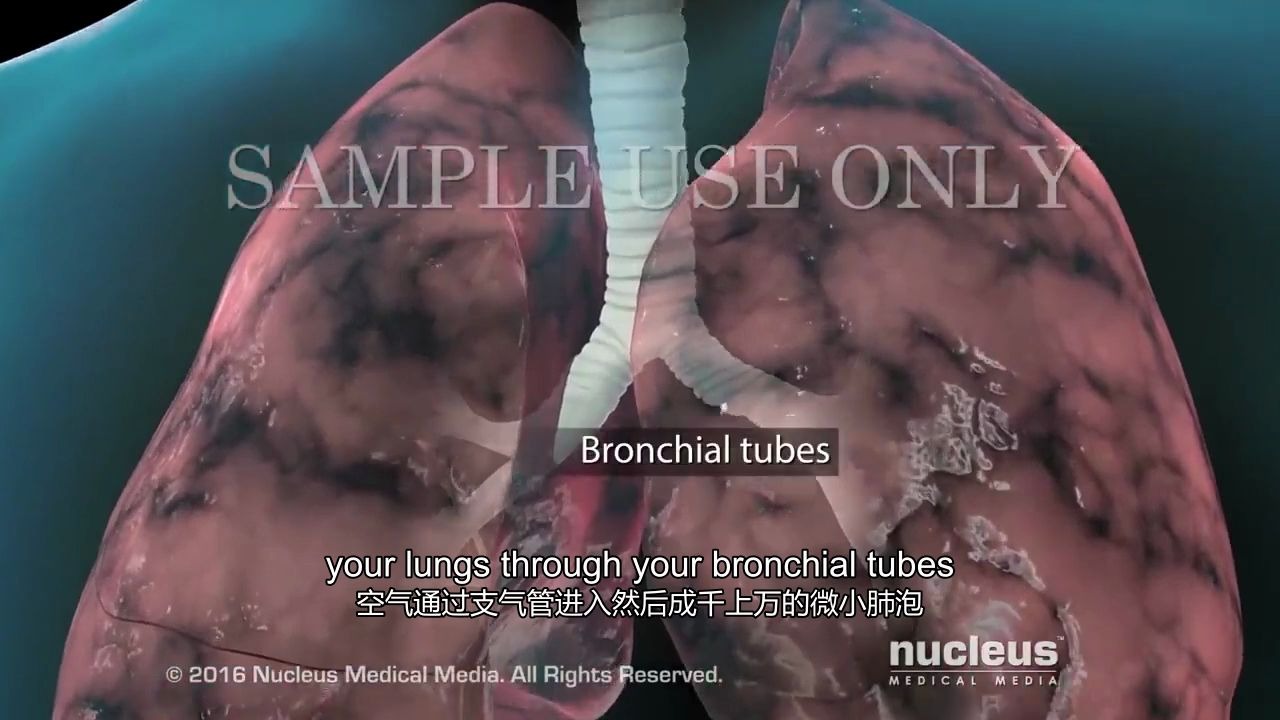 【Nucleus医学科普】:吸烟损伤肺部的机制哔哩哔哩bilibili