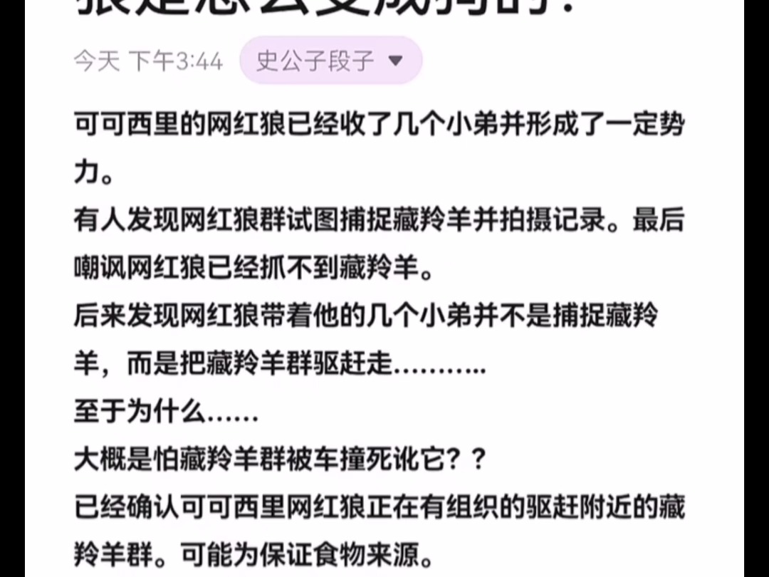 天涯隐学神贴:狼是怎么变成狗的?哔哩哔哩bilibili