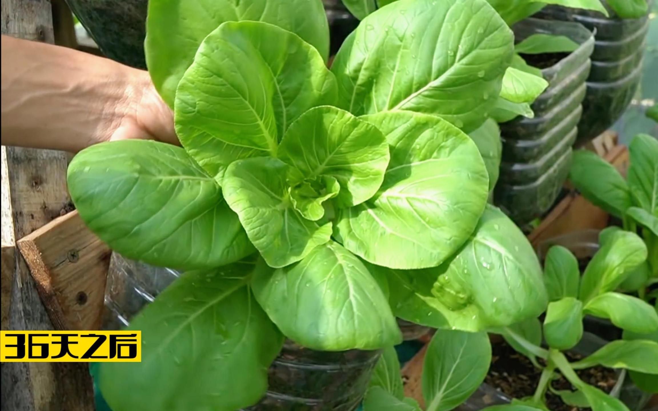 废弃的油桶别扔,改造一下在家种植青菜,方法简单实用不占空间!
