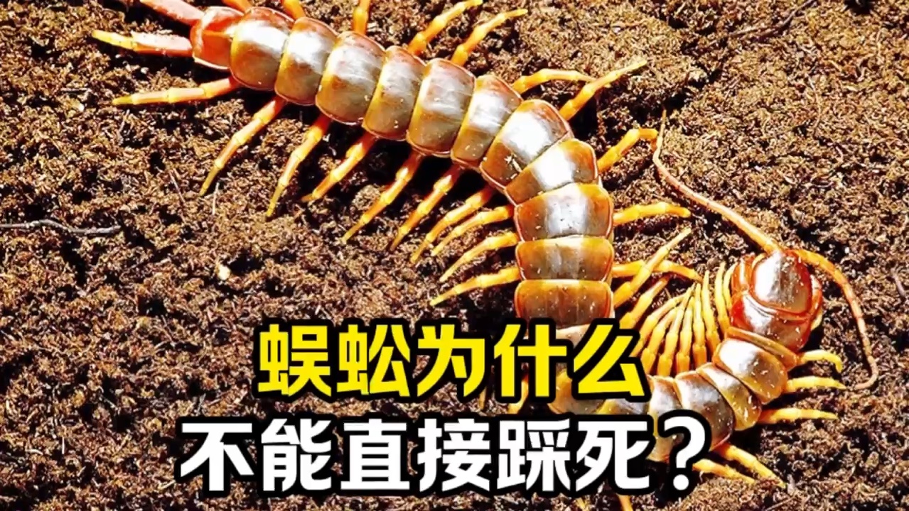 蜈蚣为什么不能直接踩死?