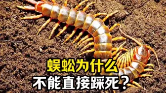 Tải video: 蜈蚣为什么不能直接踩死？