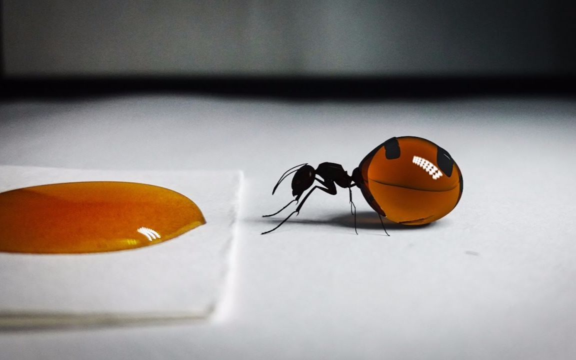 镜头拍到一只蚂蚁狂吸蜂蜜时会发生什么?肚子炸掉了?@油兔不二字幕组