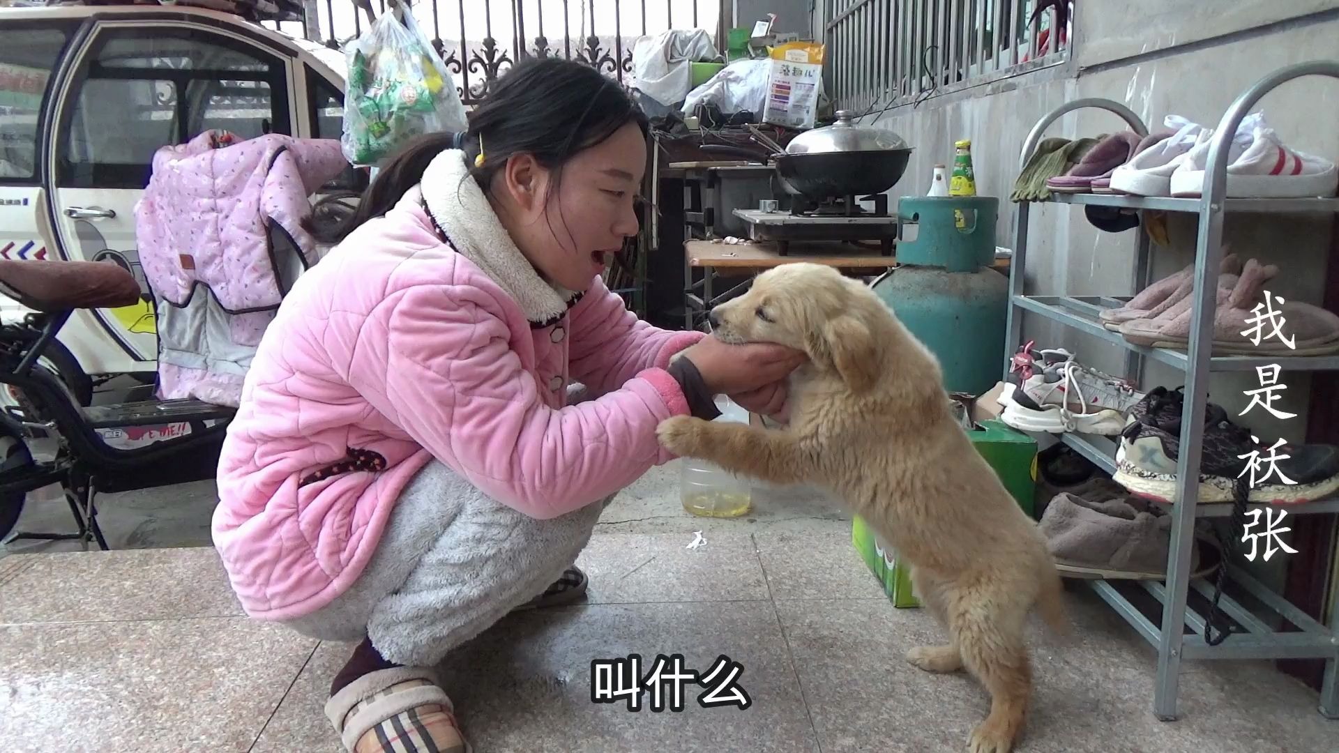 家里的小金毛一直没有名字,老公根据它的气质给起了一个,真有才哔哩哔哩bilibili